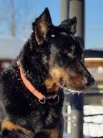 Виверна Сардиор