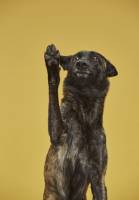 Casa D’agostini Superdog Chili