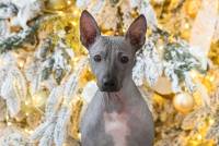 Velour Fashion Show Dylan