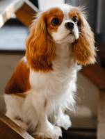 MELLORI LEMBA DE LORI