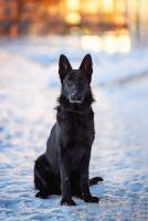 Керри ОХара из Невского Десанта