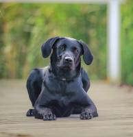 По родословной