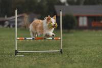 Pradas House Lemon Pie